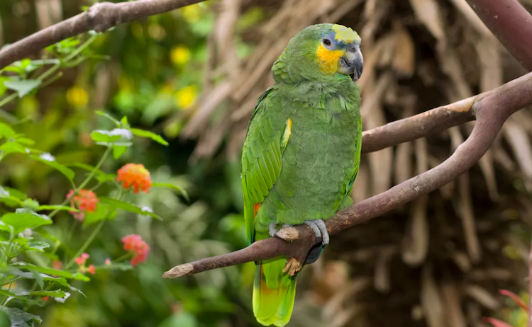 Amazon Parrot