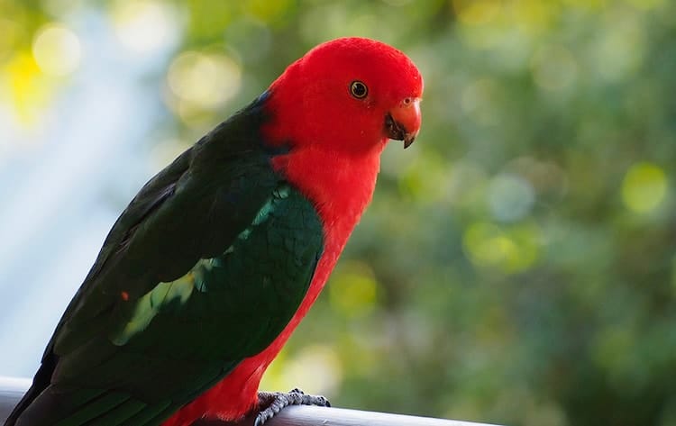 Australian King Parrot