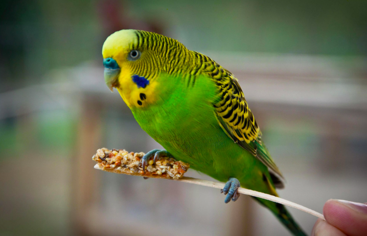 Small aussie hot sale parakeet