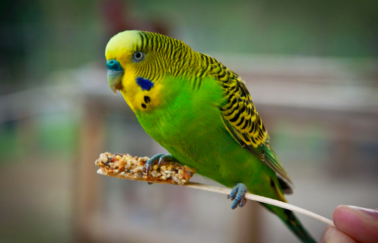 Budgie