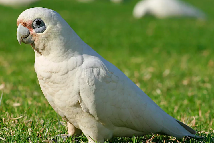 Cockatoo