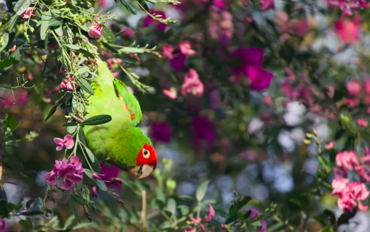 Conure