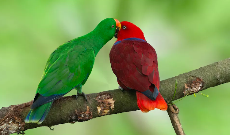 Eclectus