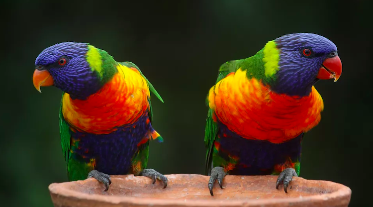 Lorikeets