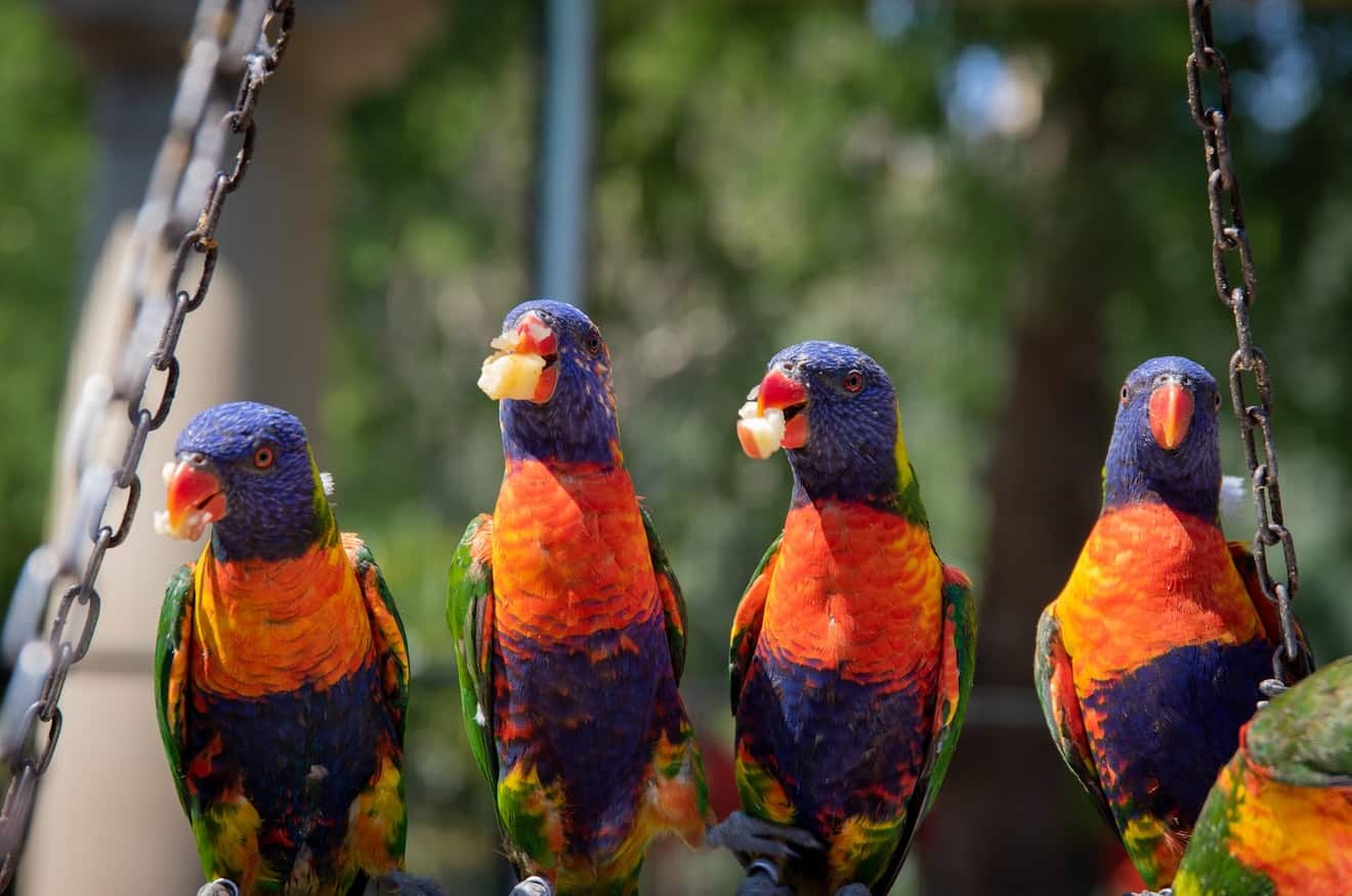 The List of Australian, African List Parrot Breeds & Pets - 2020]