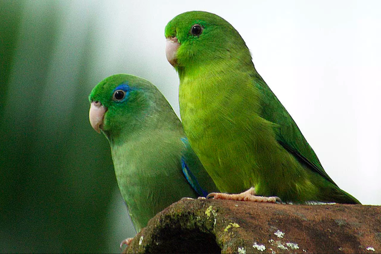 Parrotlets