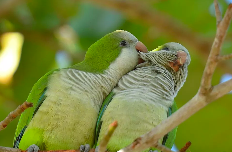 Quaker Parrot