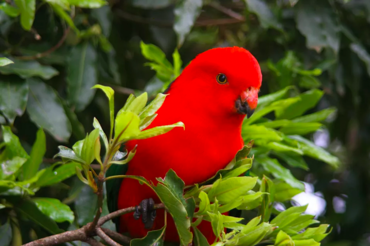 Parrot deals food australia