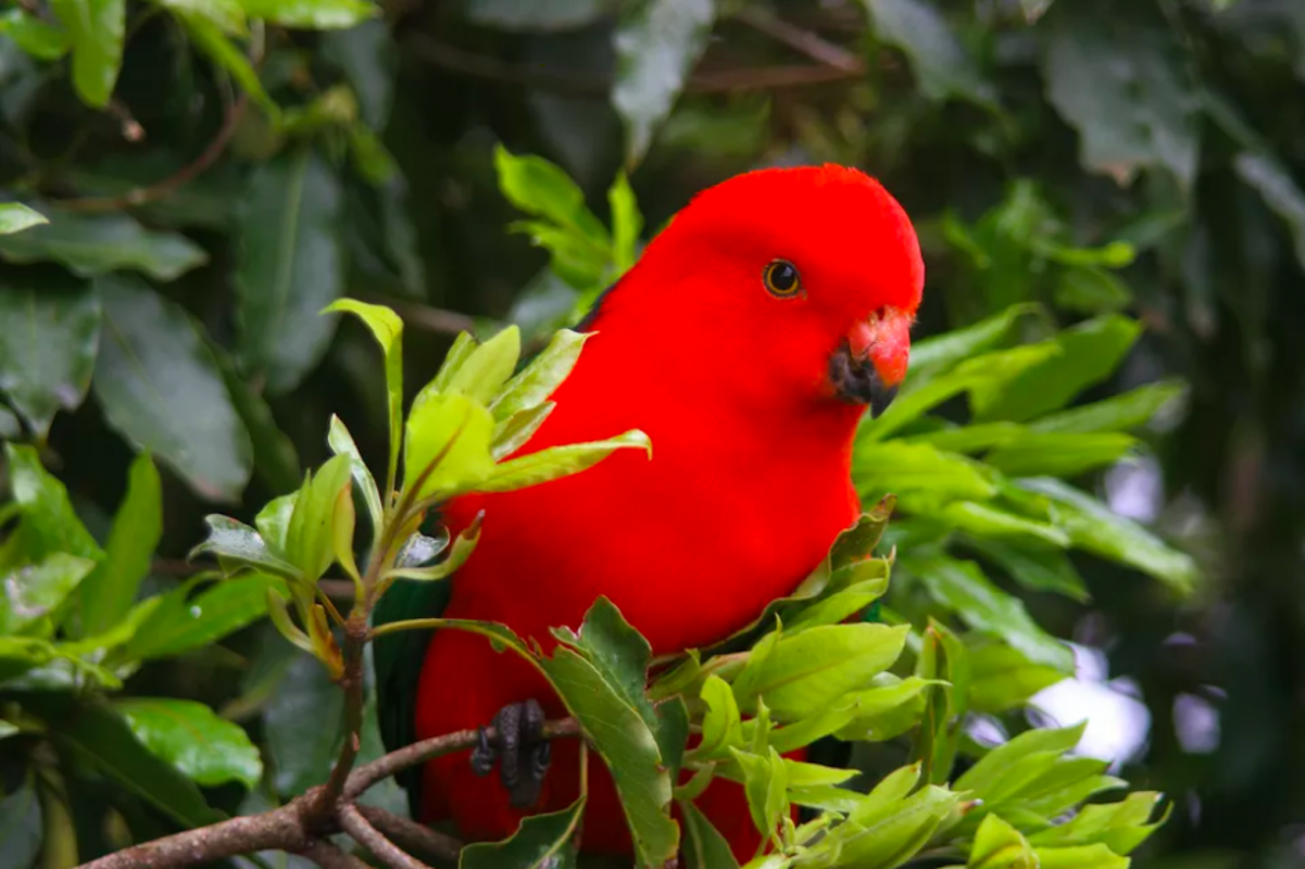 Australian King Parrot Blog