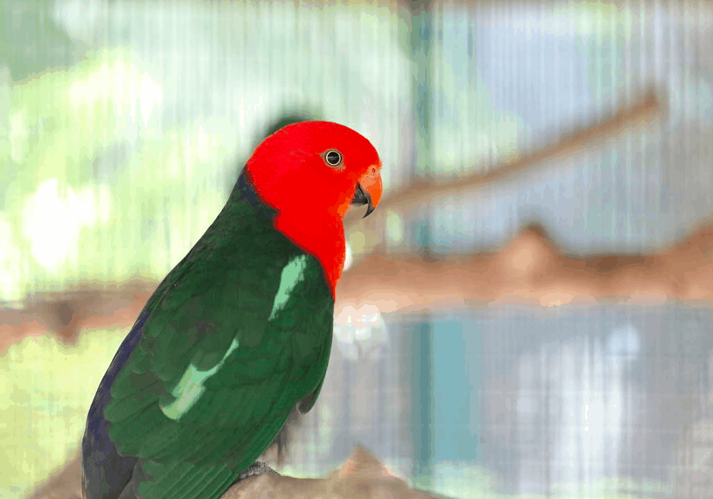A male king parrot will have a red head, neck and chest