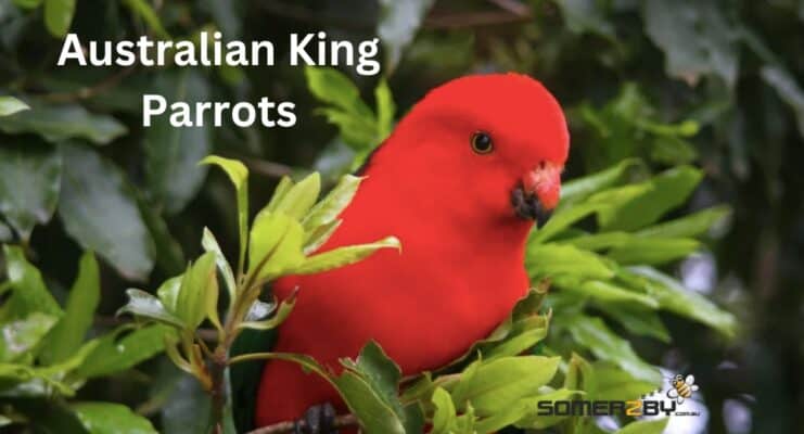 Australian King Parrots