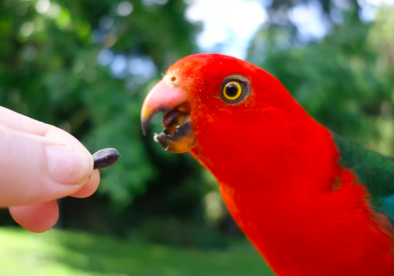 Ultimate Guide on Australian King Parrots