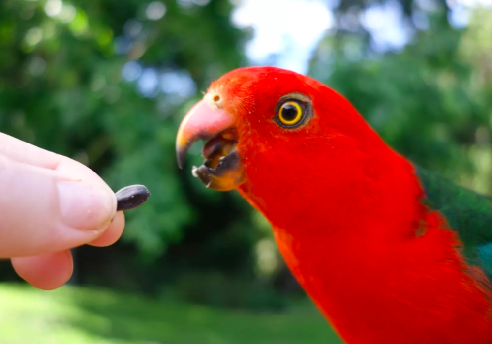 Ultimate Guide On Australian King Parrots ultimate-guide-on-australian-king-parrots