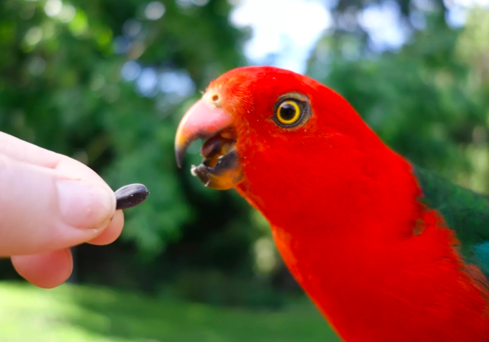 What Do King Parrots Eat?