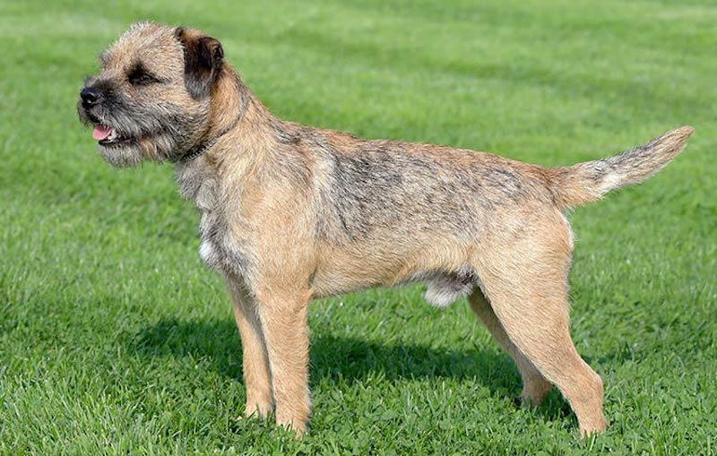 Border Terrier