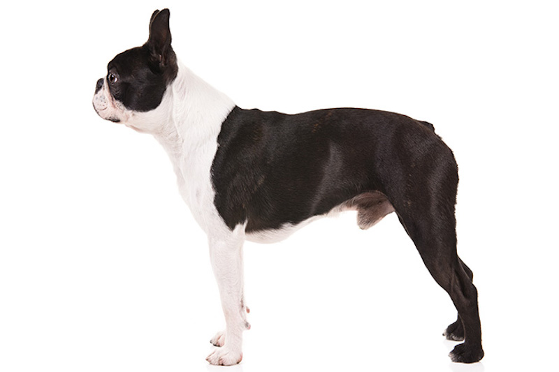 Boston Terrier