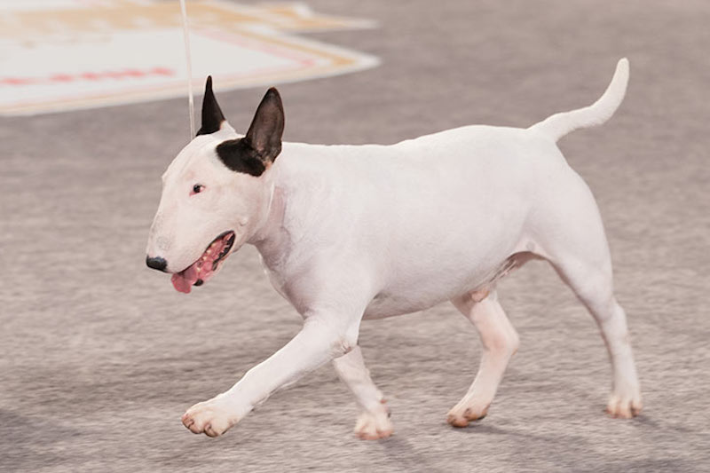 Bull Terrier