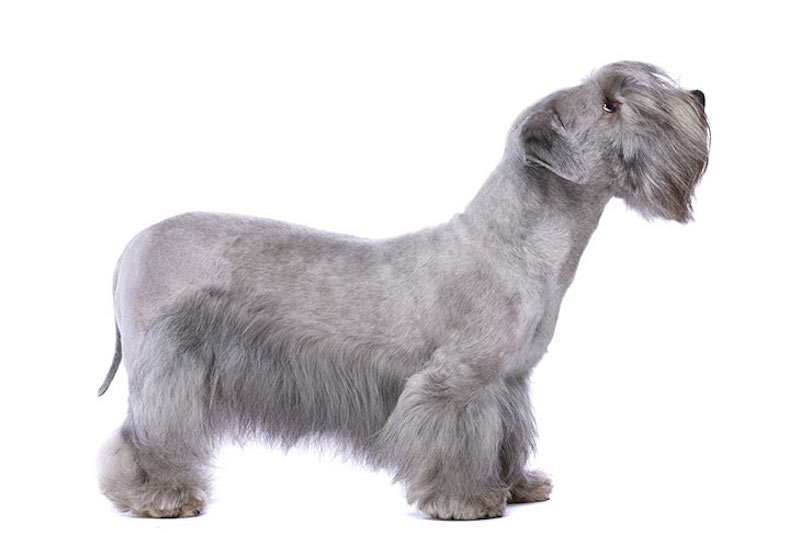 Cesky Terrier