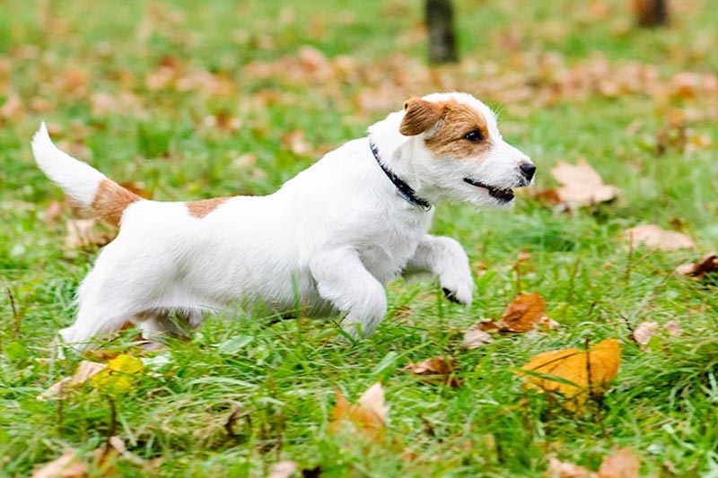 Jack Russell Terrier