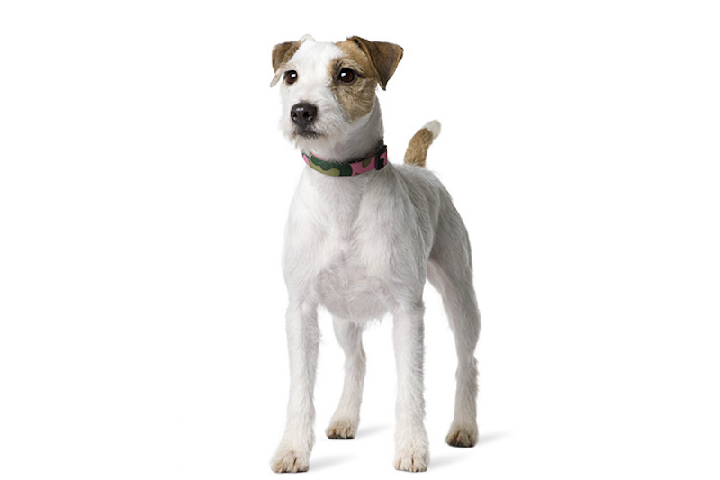 Parson Russell Terrier