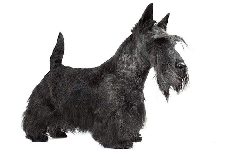 Scottish Terrier