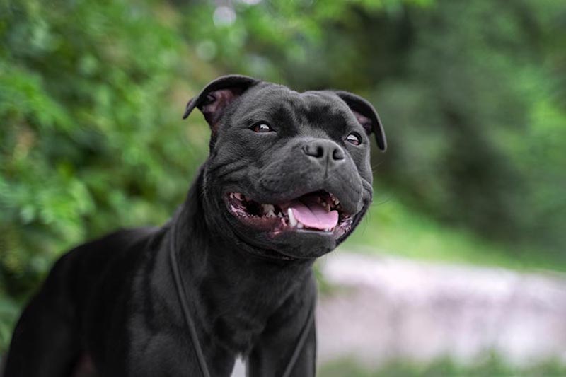 Staffordshire Bull Terrier (Staffy)