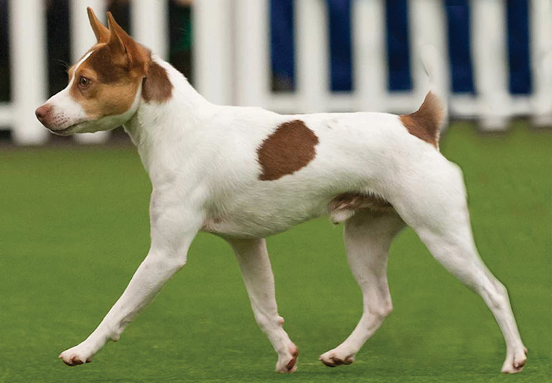 Tenterfield Terrier