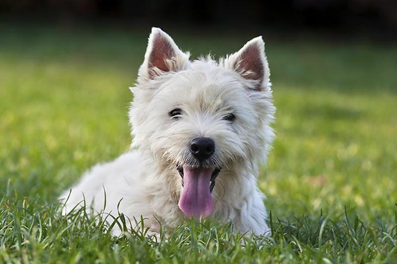 West Highland White Terrier