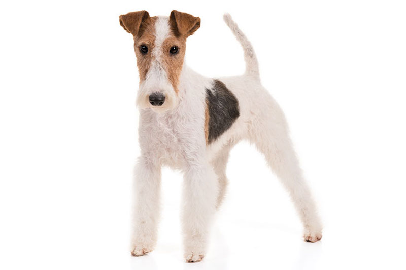 Wire Fox Terrier