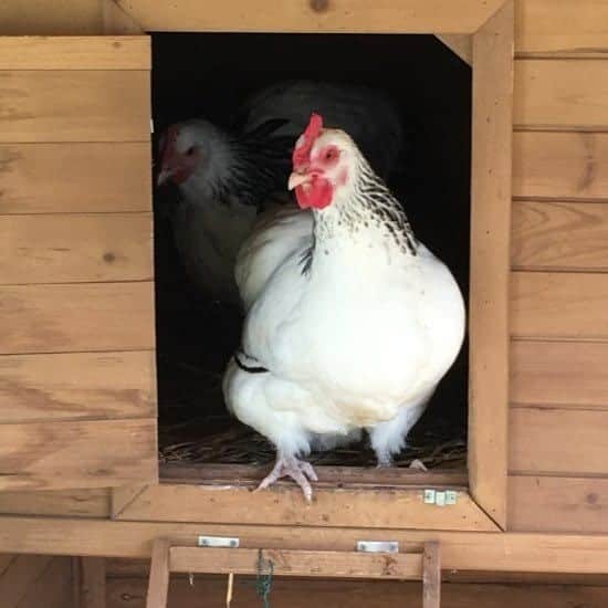 A suitable sturdy chicken coop is essential for housing chickens