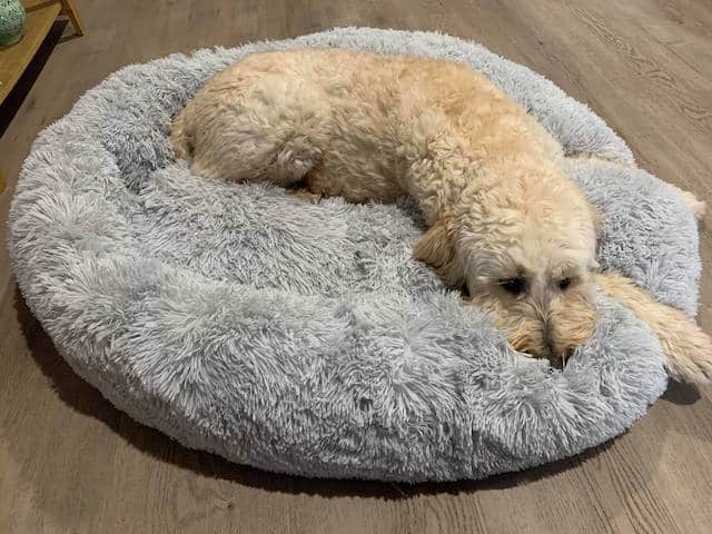 Dog deals bed aus