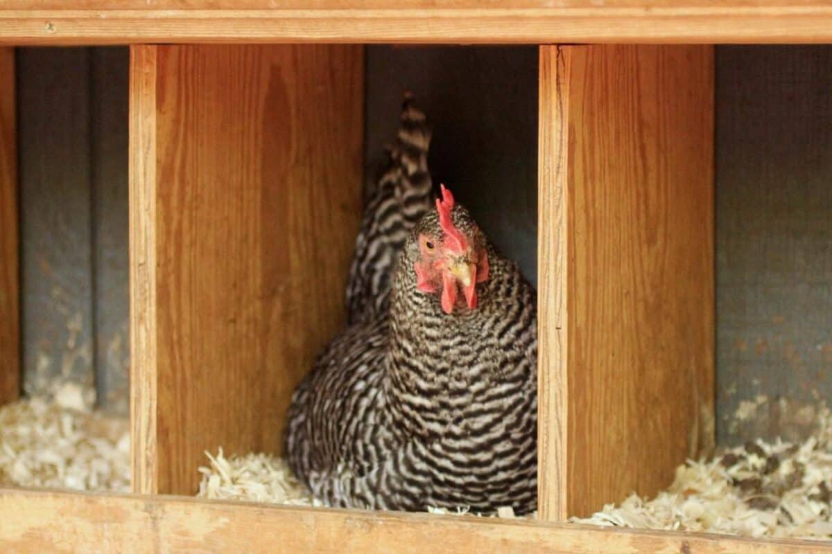 A nesting box is a man-made box where chickens can lay their eggs