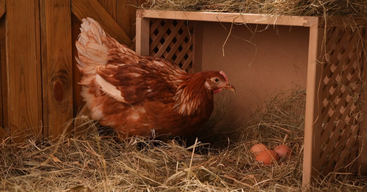 The adequate depth and nest size needs to be 30cm cubed