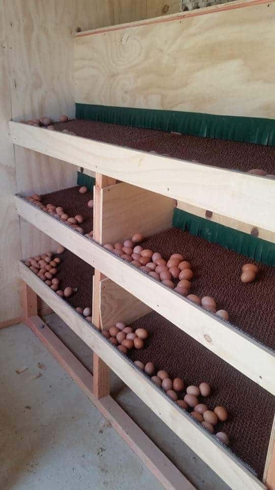 Eggs to roll towards the front or back of the nesting box