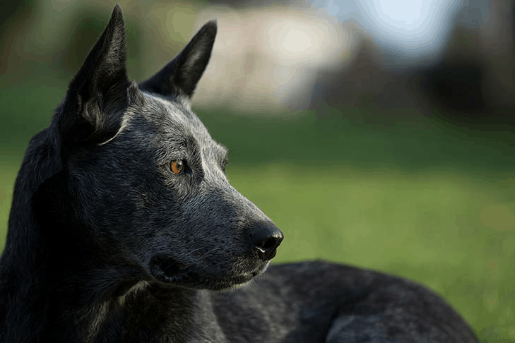 Australian Cattle Dog