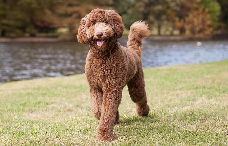 Australian Cobberdog