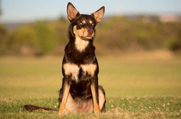 Australian Kelpie