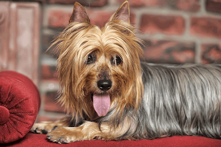 Australian Silky Terrier