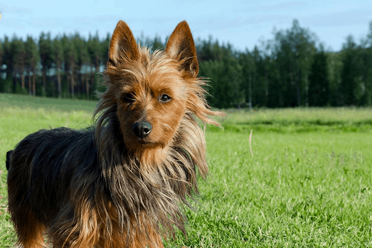 Australian Terrier