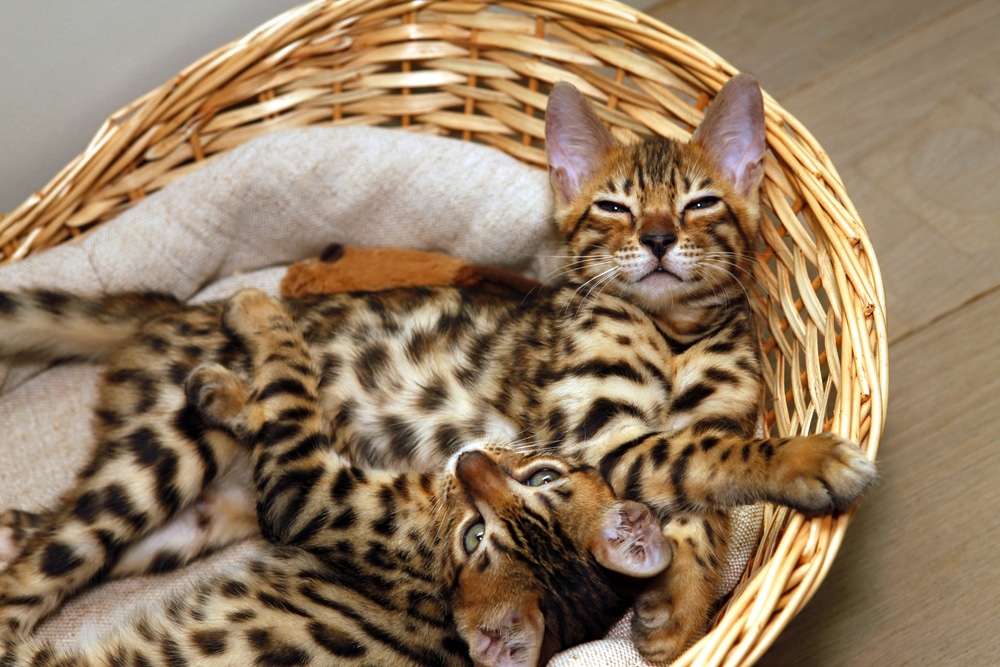 Bengal Cats - Info Guide on Health, Breeds, Size and Buying Guide