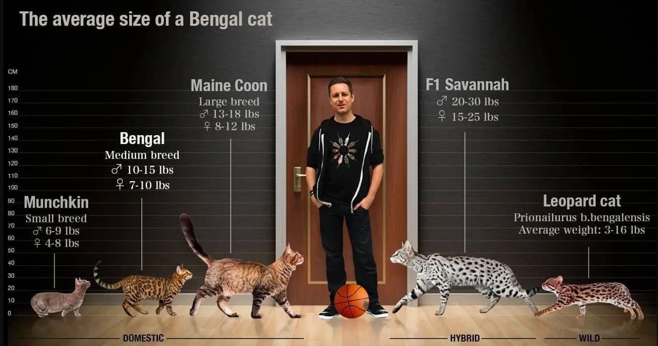 Average size of Bengal Cat comparing to other cat breeds