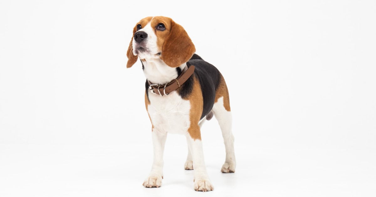 Beagle