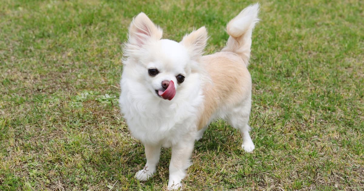 Chihuahua