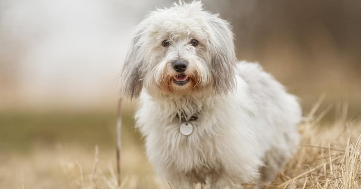 Coton de Tulear