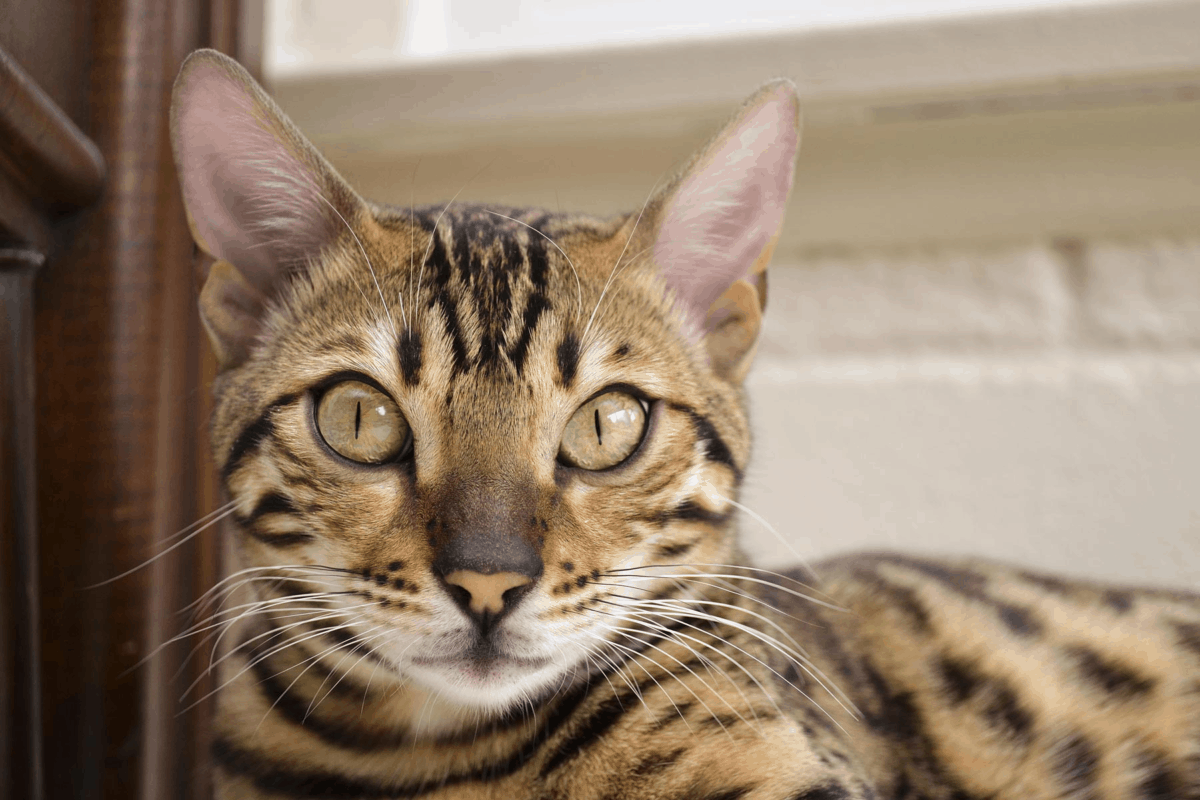 Is A Bengal Cat Hypoallergenic Authentic Bengal Cats
