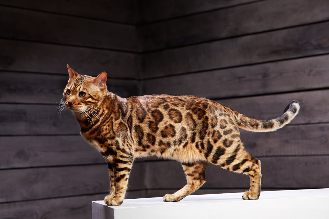 bengal cat compared normal cat