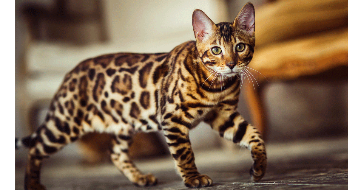 Bengal Cats Info Guide on Health, Breeds, Size and Buying Guide