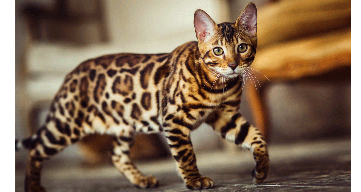 How much are Bengal Cats to buy