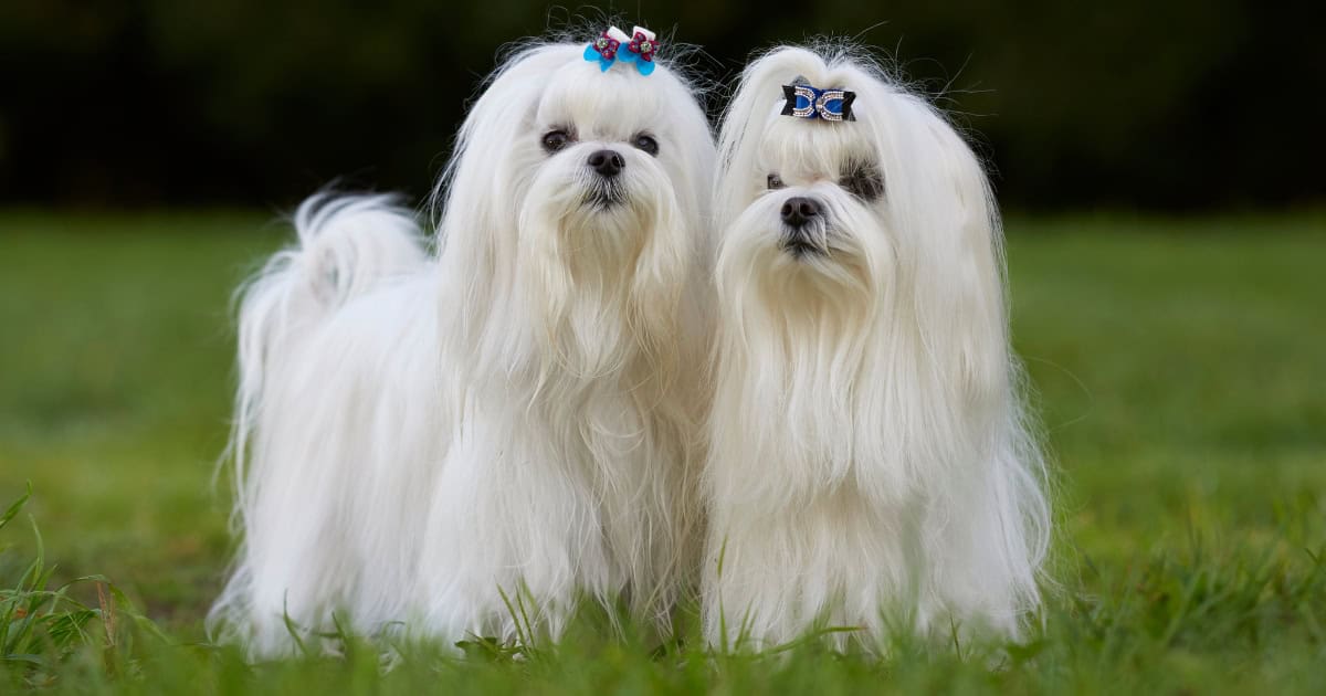 Maltese
