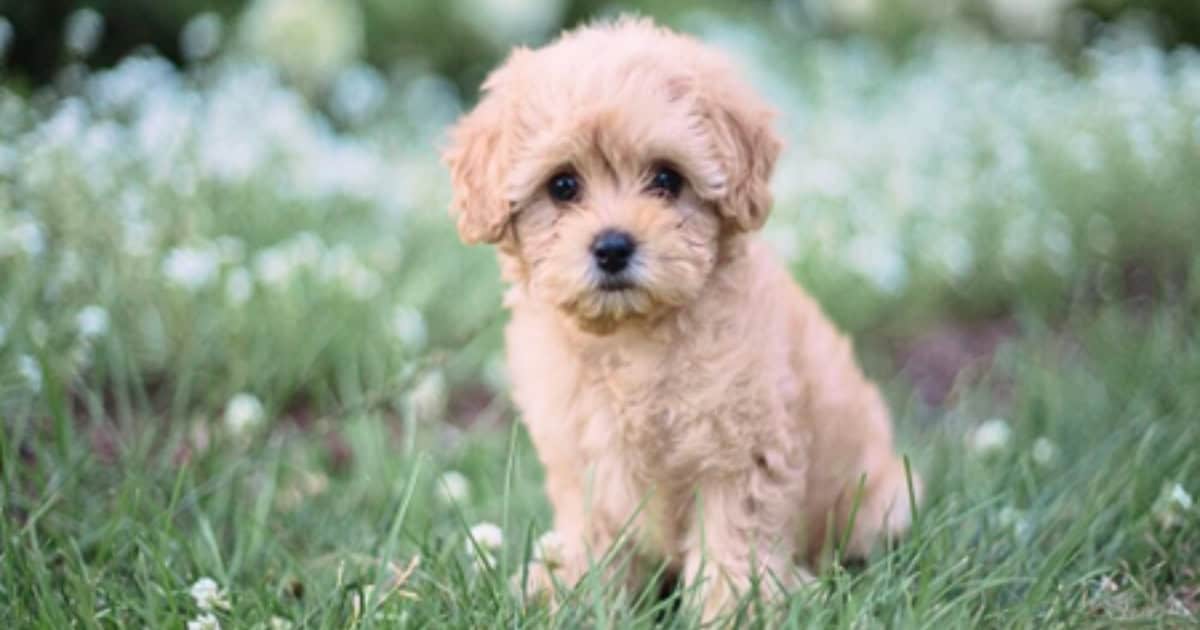 Maltipoo